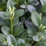 Buxus sempervirens