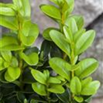 Buxus sempervirens