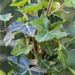 Hedera helix ssp. hibernica