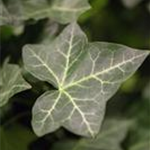 Hedera helix ssp. hibernica