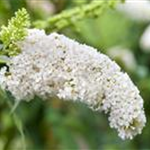 Buddleja davidii 'White Profusion'