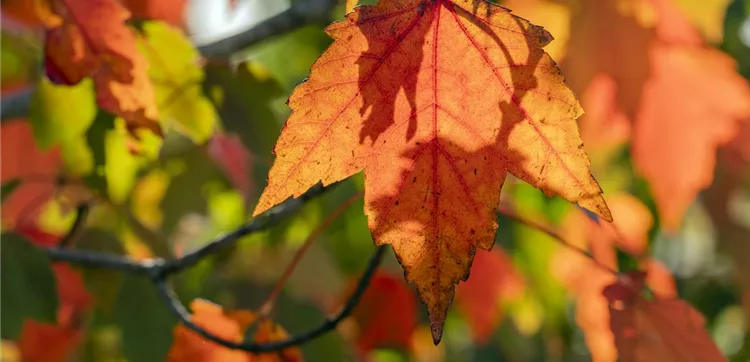 Acer rubrum 'Sun Valley' (GS590786.jpg)