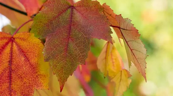 Acer rubrum (GS590766.jpg)