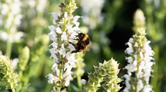 Salvia nemorosa 'Salute® White' (GS625479.jpg)