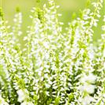 Calluna vulgaris Gardengirls® 'Sandy'