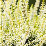 Calluna vulgaris Gardengirls® 'Sandy'