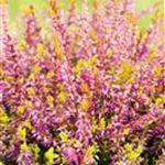 Calluna vulgaris Gardengirls® 'Bonita'