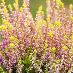 Calluna vulgaris Gardengirls® 'Bonita'