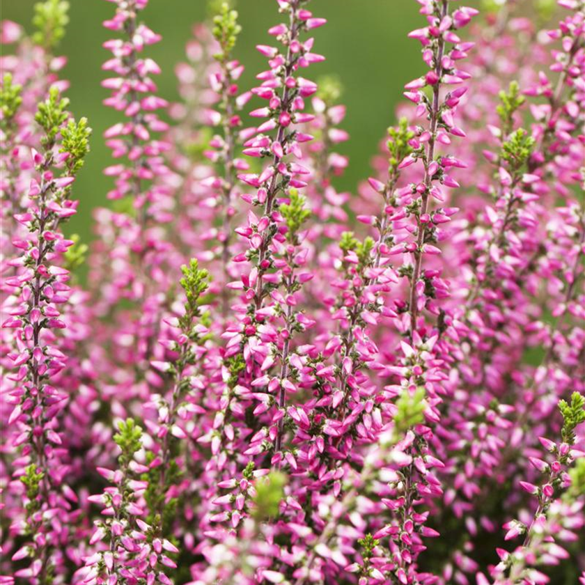 Calluna vulgaris Gardengirls® 'Aphrodite'