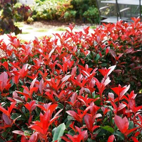 Photinia Devil's Dream® als Heckenpflanze-2.jpg