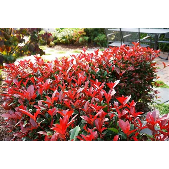 Photinia Devil's Dream® als Heckenpflanze-2.jpg