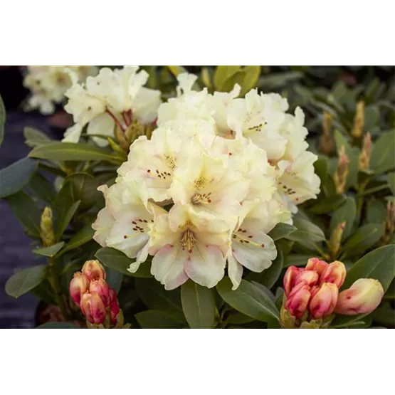 Rhododendron yakushimanum 'Bohlken´s Juditha'.jpg