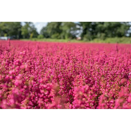 Erica gracilis bei Hemmje-2.jpg