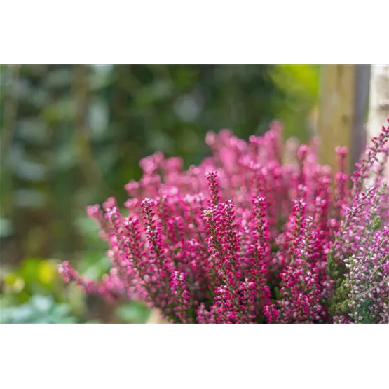 Großknospige Lönneby von Gardengirls® bei Leffers-2.jpg