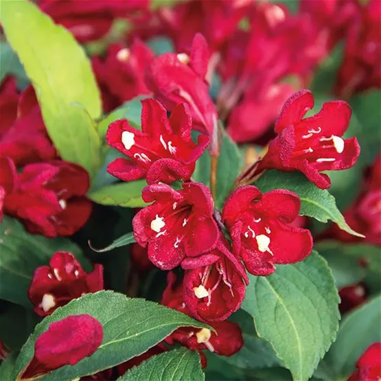 Weigelia Cherry Love (Foto New Plants®-2.jpg