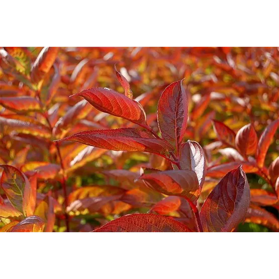 Weigela Wings of Fire (Foto Plantipp BV®)-2.jpg