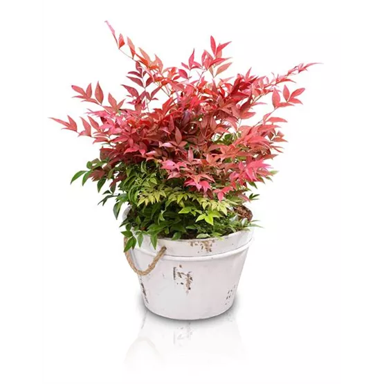 Nandina_Obsessed_im_Topf(Foto Plantipp BV®)-2.jpg