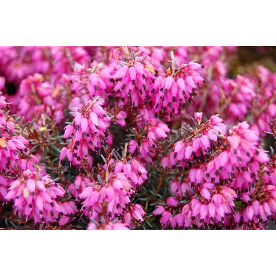 Erica carnea bei Renke zur Mühlen-2.jpg