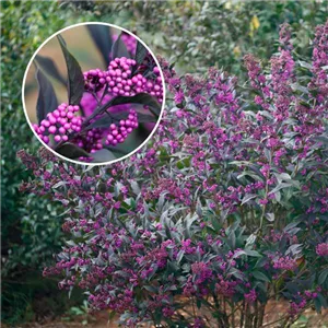 Baumschule Roßkamp - Callicarpa 'Pearl Glam'-R-