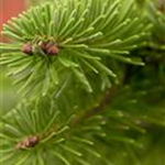 Abies nordmanniana