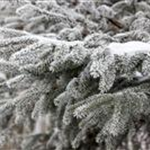 Abies nordmanniana