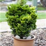 Chamaecyparis obtusa 'Nana Gracilis'