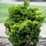 Chamaecyparis obtusa 'Nana Gracilis'