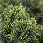 Chamaecyparis obtusa 'Nana Gracilis'