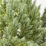 Juniperus squamata 'Blue Star'