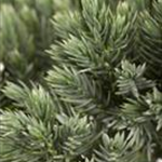 Juniperus squamata 'Blue Star'