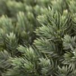 Juniperus squamata 'Blue Star'