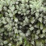 Juniperus squamata 'Blue Star'