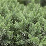 Juniperus squamata 'Blue Star'