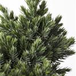 Juniperus squamata 'Blue Star'