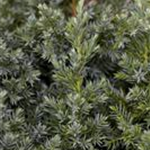 Juniperus squamata 'Blue Star'