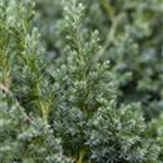 Juniperus squamata 'Blue Star'