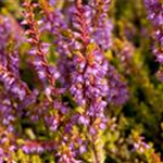 Calluna vulgaris 'Boskoop'