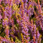 Calluna vulgaris 'Boskoop'