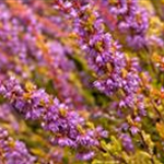 Calluna vulgaris 'Boskoop'