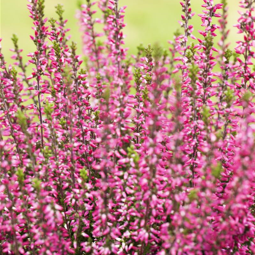 Calluna vulgaris Gardengirls® 'Athene'