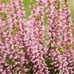 Calluna vulgaris Gardengirls® 'Rosita'