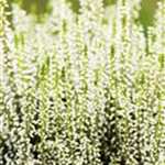 Calluna vulgaris Gardengirls® 'Helena'