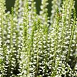 Calluna vulgaris Gardengirls® 'Helena'