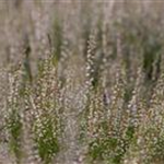 Calluna vulgaris 'Marlies'