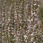 Calluna vulgaris 'Marlies'