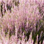 Calluna vulgaris 'Marlies'