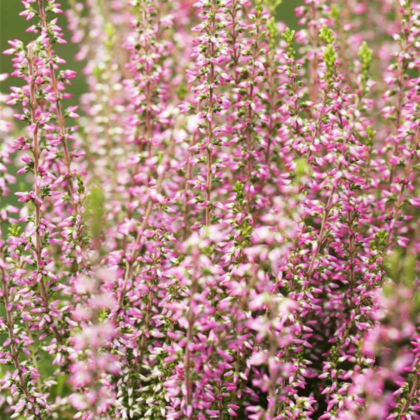 Calluna vulgaris Gardengirls® 'Angie'(s)