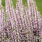 Calluna vulgaris Gardengirls® 'Hilda'