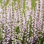 Calluna vulgaris Gardengirls® 'Hilda'