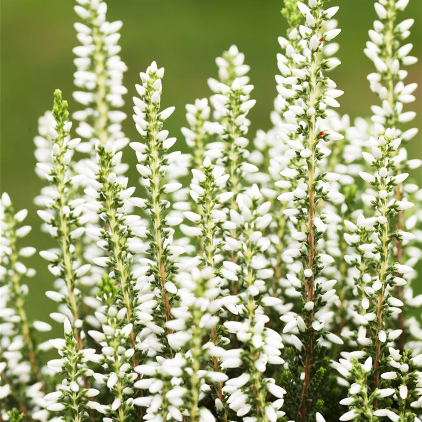 Calluna vulgaris Gardengirls® 'Mary Lu'